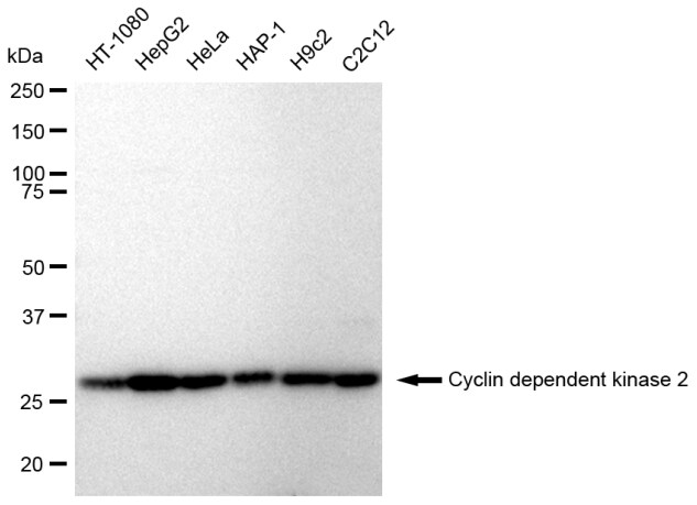 CDK2 Antibody (23GB2295)