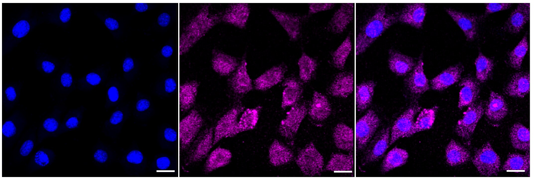 MDH2 Antibody (23GB2325)