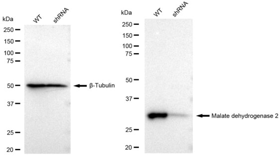 MDH2 Antibody (23GB2325)