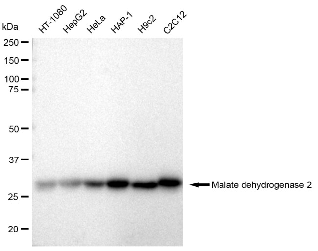 MDH2 Antibody (23GB2325)