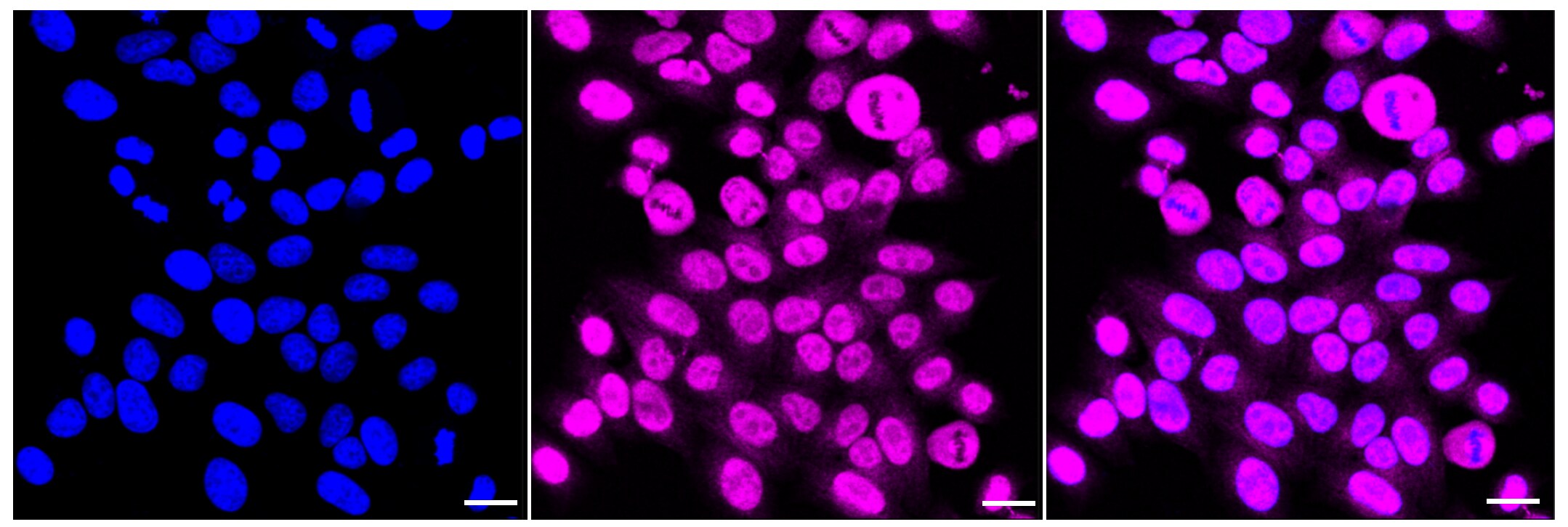 TCEA1 Antibody (23GB2335)