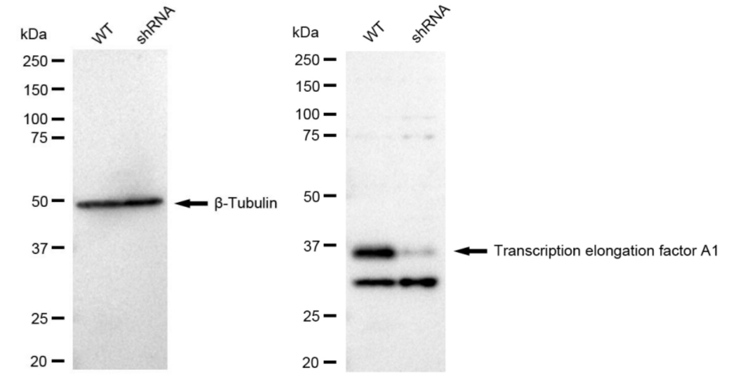 TCEA1 Antibody (23GB2335)