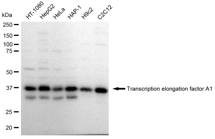 TCEA1 Antibody (23GB2335)