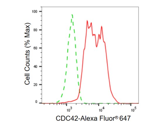 CDC42 Antibody (23GB740)