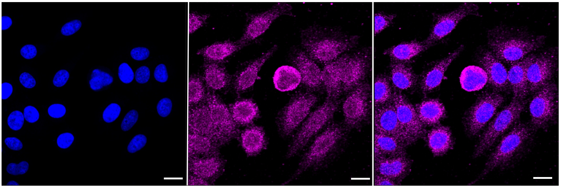 CDC42 Antibody (23GB740)