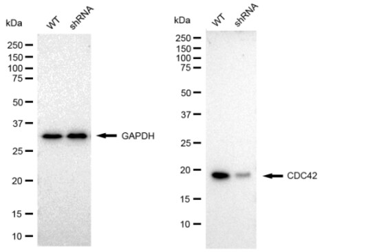 CDC42 Antibody (23GB740)