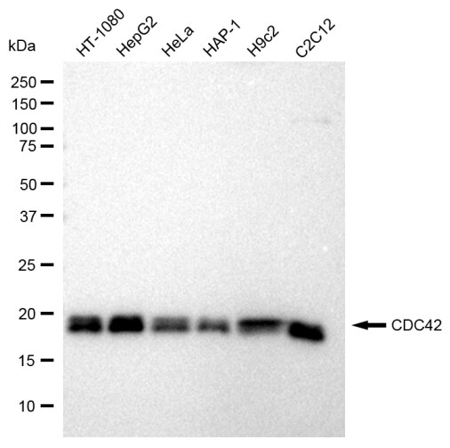 CDC42 Antibody (23GB740)