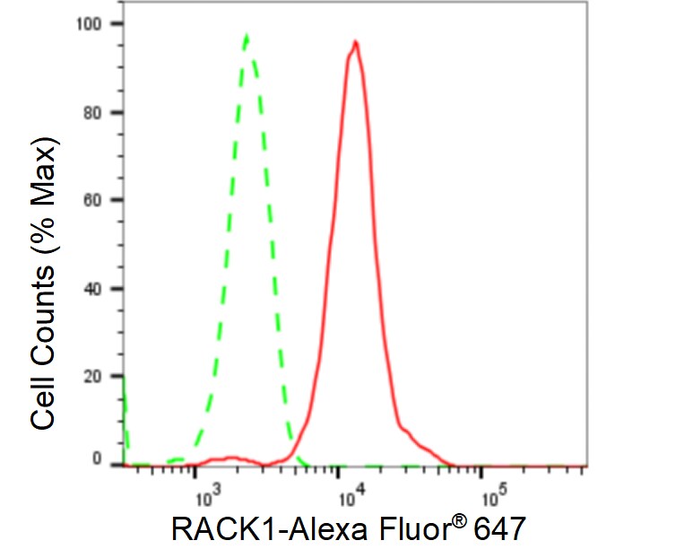 RACK1/GNB2L1 Antibody (23GB2355)