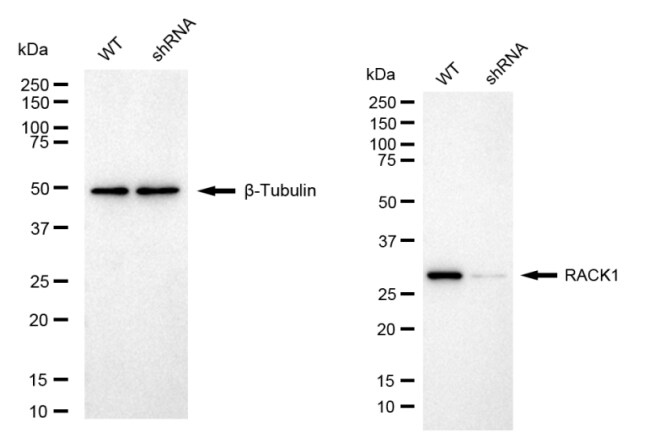 RACK1/GNB2L1 Antibody (23GB2355)