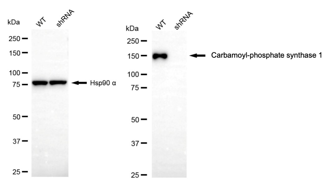 CPS1 Antibody (23GB2365)