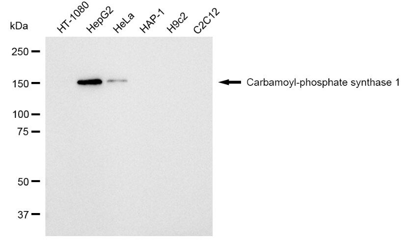 CPS1 Antibody (23GB2365)