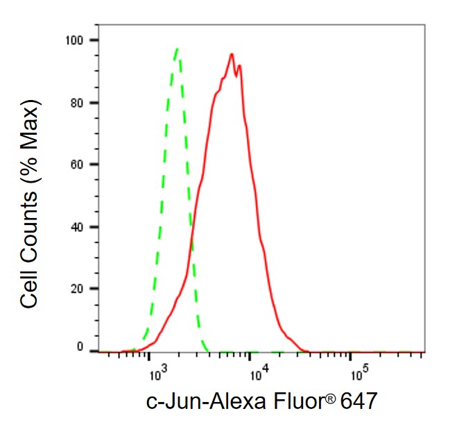 c-jun Antibody (23GB2435)