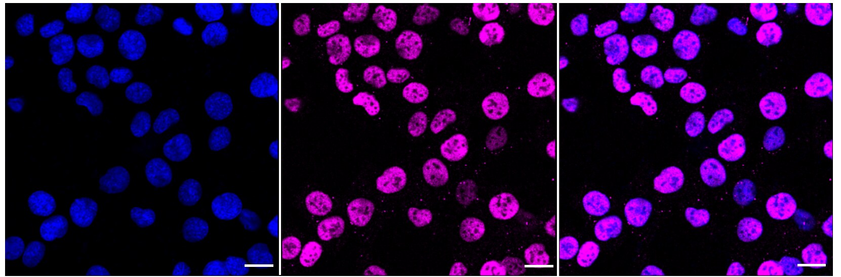 c-jun Antibody (23GB2435)
