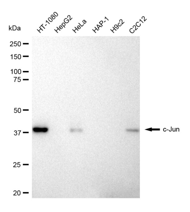 c-jun Antibody (23GB2435)
