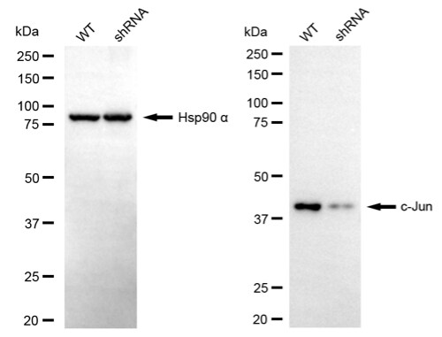 c-jun Antibody (23GB2435)