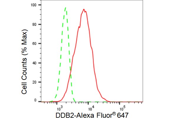 XPE/DDB2 Antibody (23GB2805)