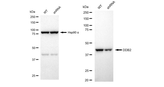 XPE/DDB2 Antibody (23GB2805)
