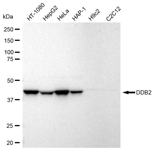 XPE/DDB2 Antibody (23GB2805)