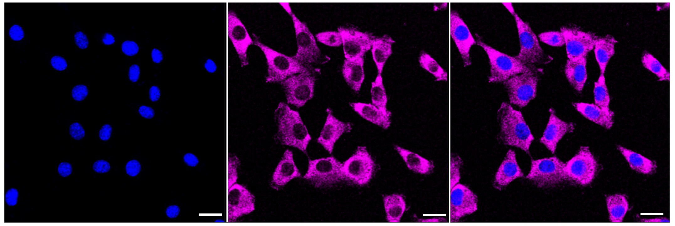 MEK1 Antibody (23GB2475)