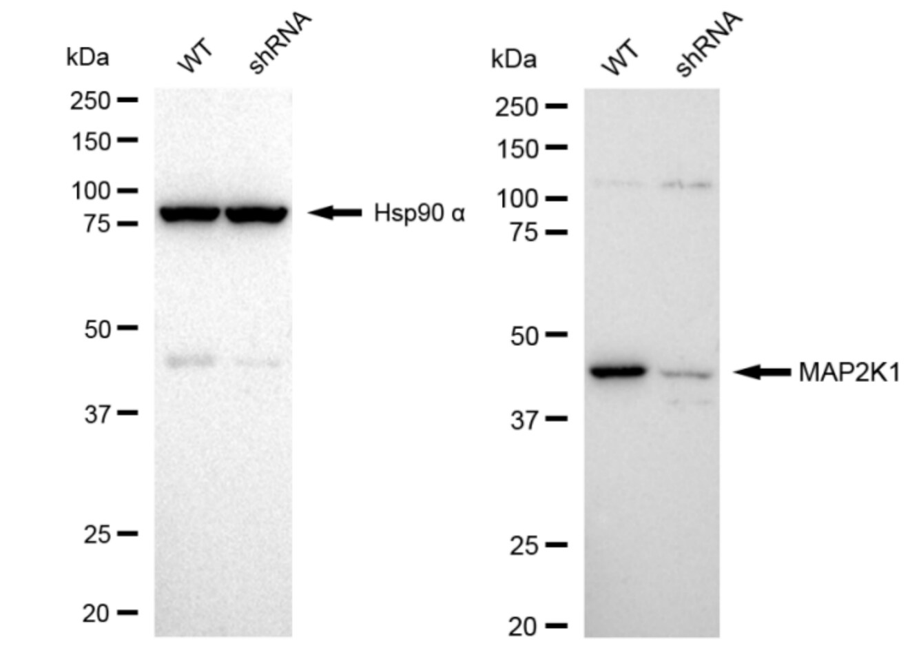 MEK1 Antibody (23GB2475)
