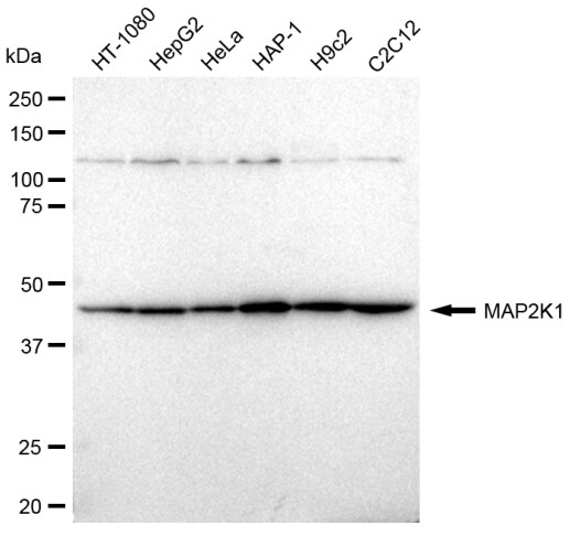 MEK1 Antibody (23GB2475)