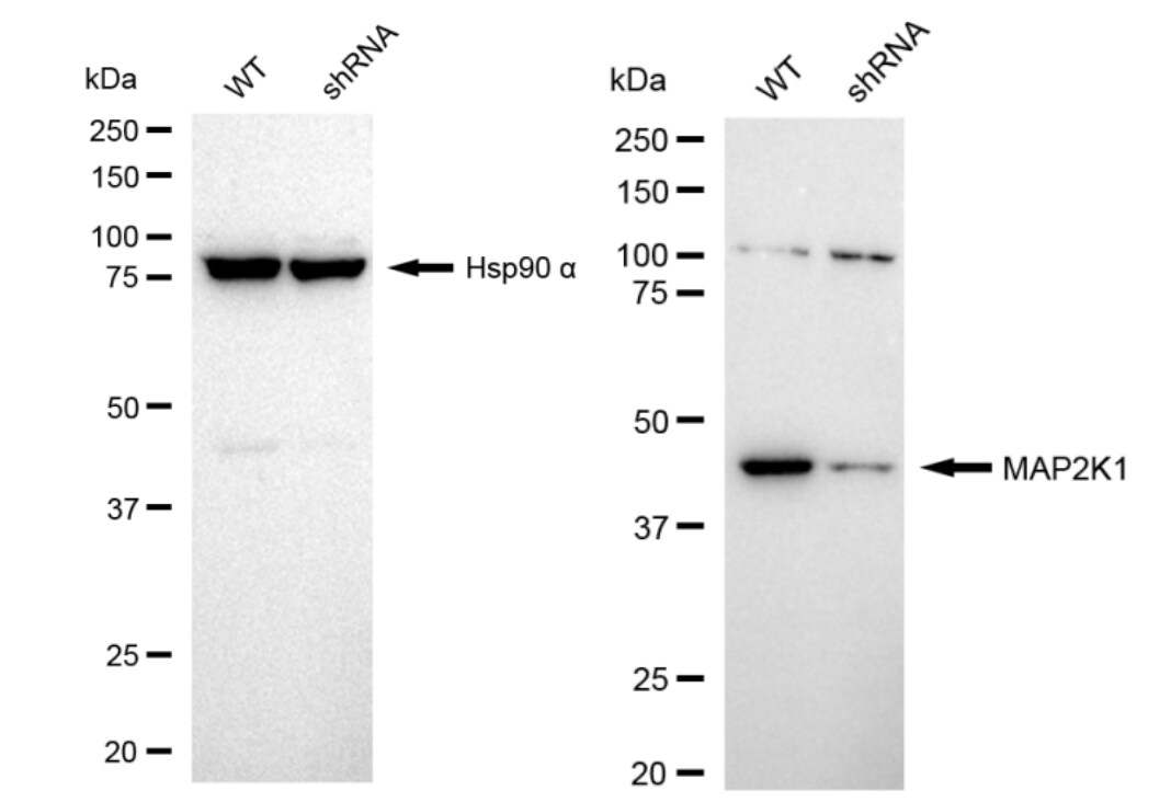 MEK1 Antibody (23GB2940)