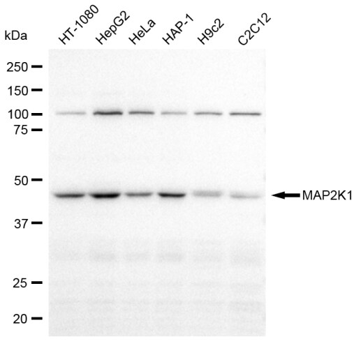 MEK1 Antibody (23GB2940)