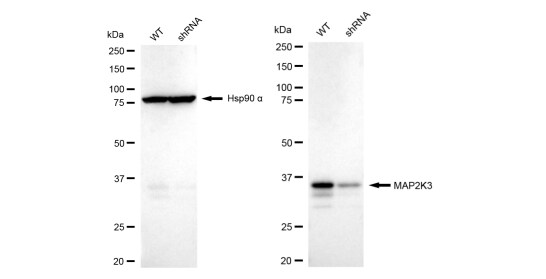 MKK3/MEK3 Antibody (23GB2420)