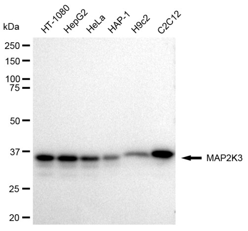 MKK3/MEK3 Antibody (23GB2420)