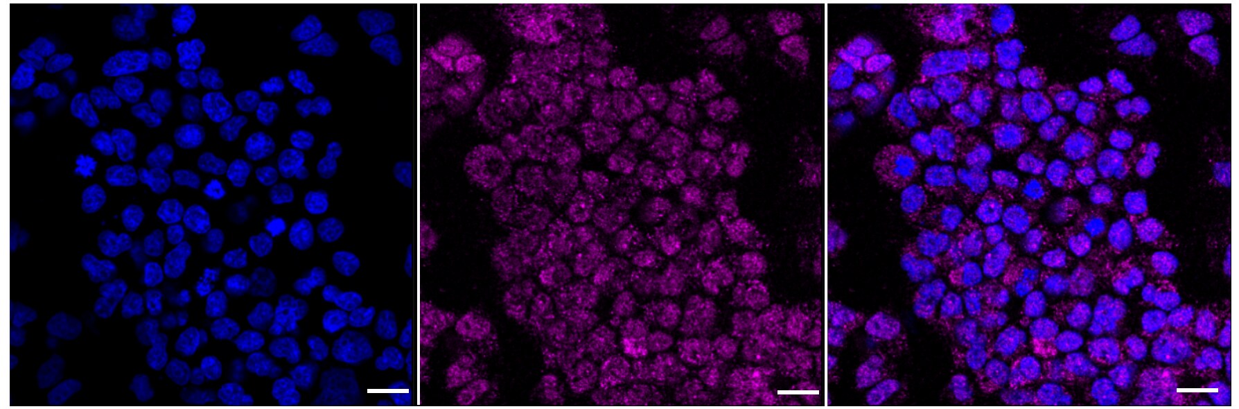 Complement C3 Antibody (23GB1285)