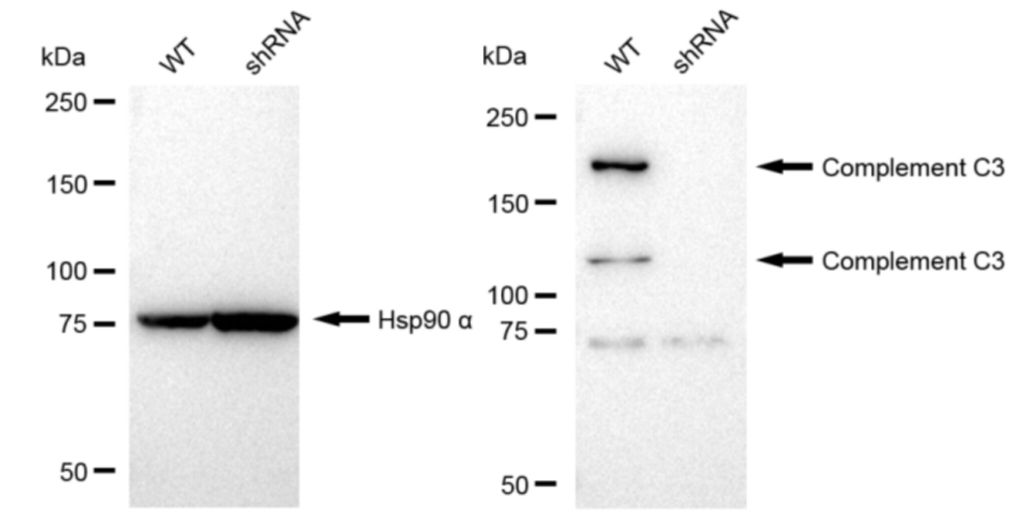 Complement C3 Antibody (23GB1285)