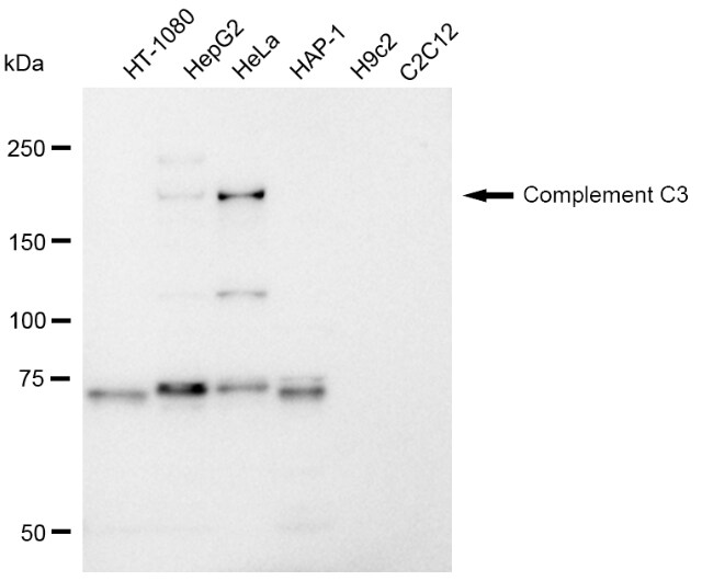 Complement C3 Antibody (23GB1285)