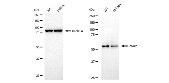 PAK2 Antibody (23GB2595)