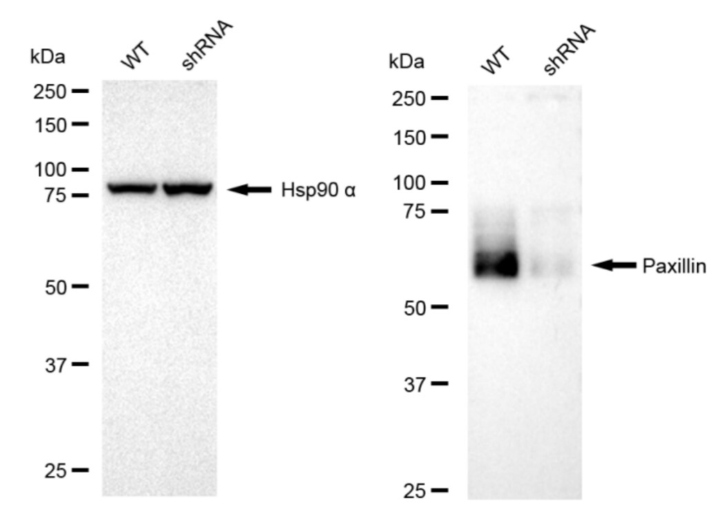Paxillin Antibody (23GB2690)