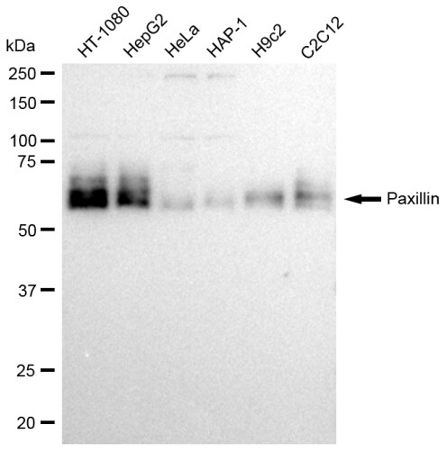 Paxillin Antibody (23GB2690)
