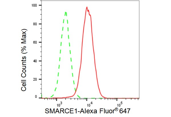 BAF57 Antibody (23GB2810)