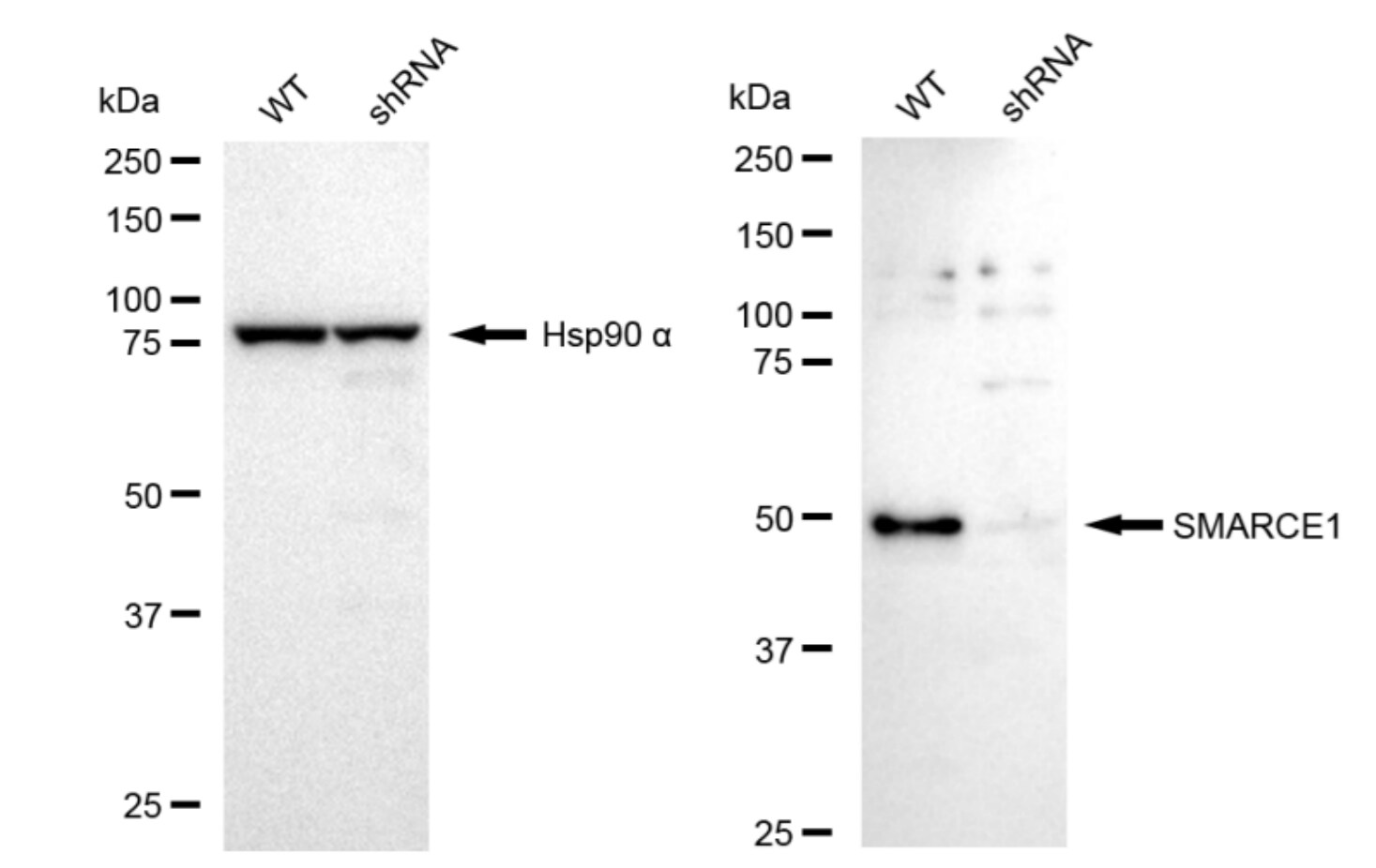 BAF57 Antibody (23GB2810)