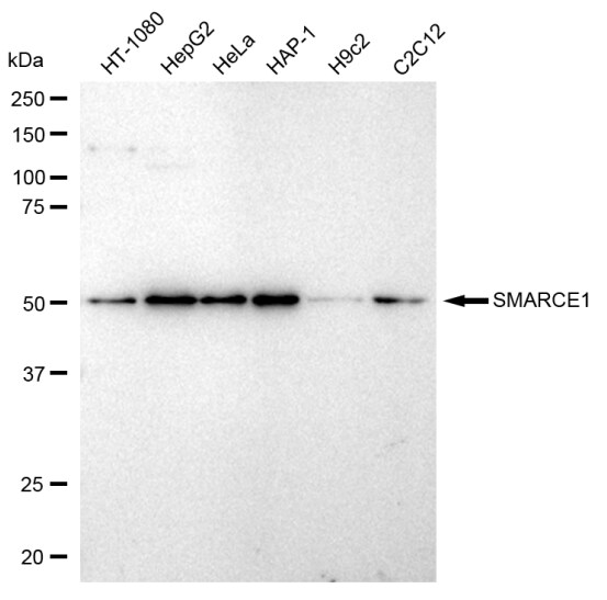 BAF57 Antibody (23GB2810)
