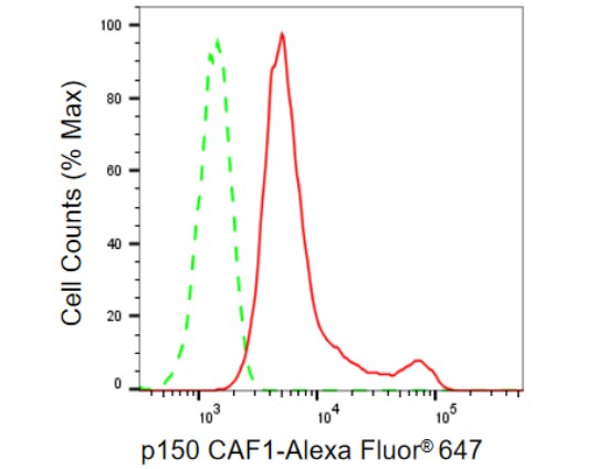 CHAF1A Antibody (23GB1060)