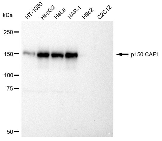 CHAF1A Antibody (23GB1060)