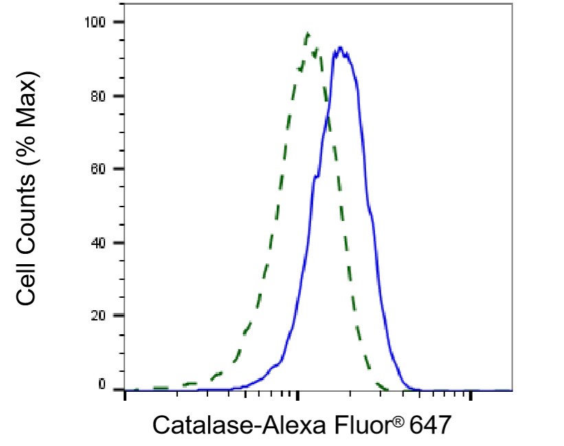 Catalase Antibody (23GB2625)