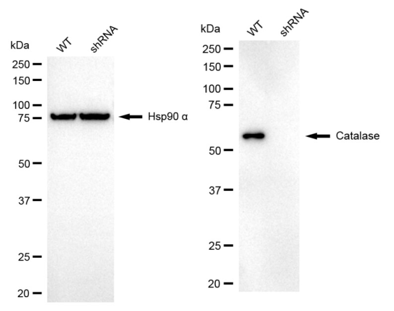 Catalase Antibody (23GB2625)