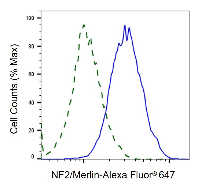 NF2/Merlin Antibody (23GB2620)