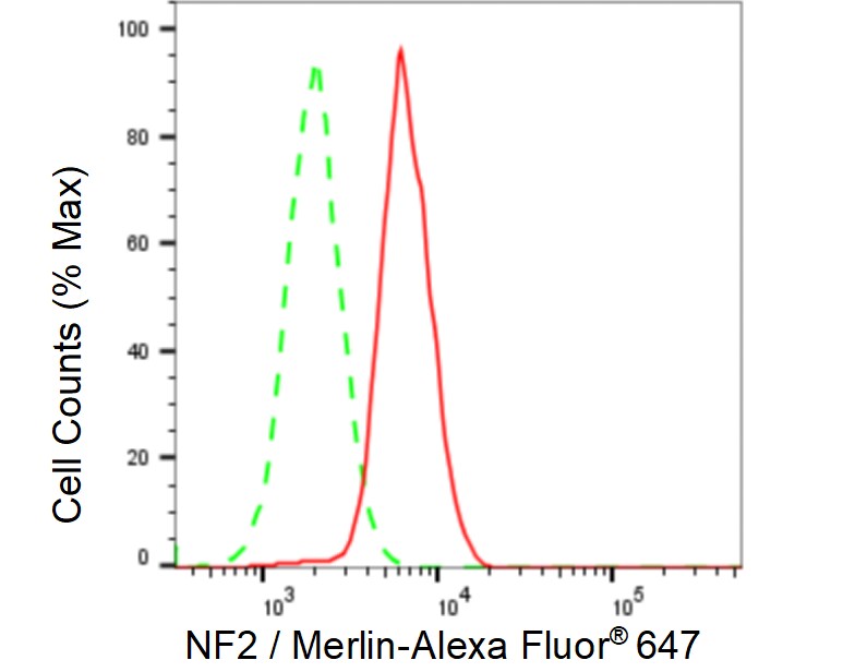 NF2/Merlin Antibody (23GB2620)