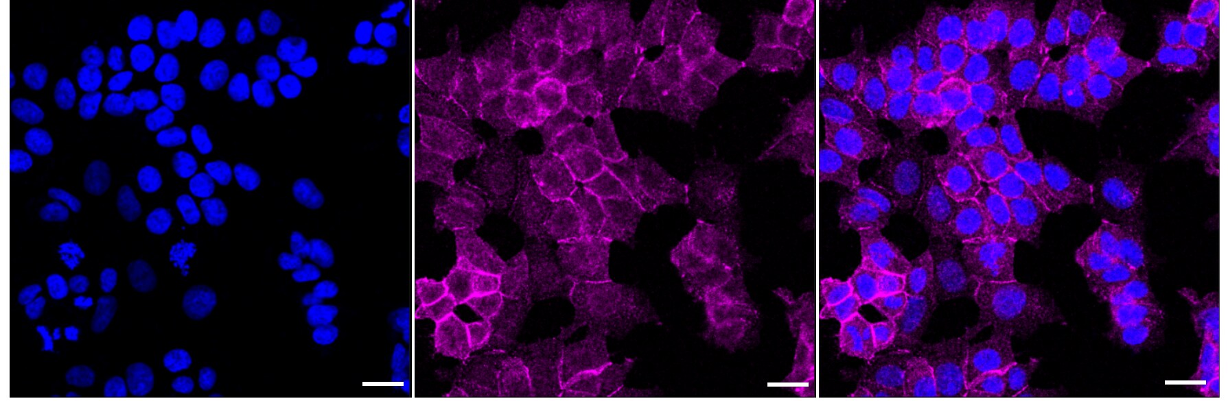NF2/Merlin Antibody (23GB2620)