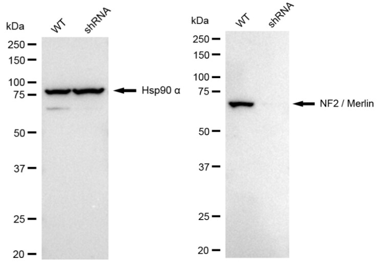 NF2/Merlin Antibody (23GB2620)