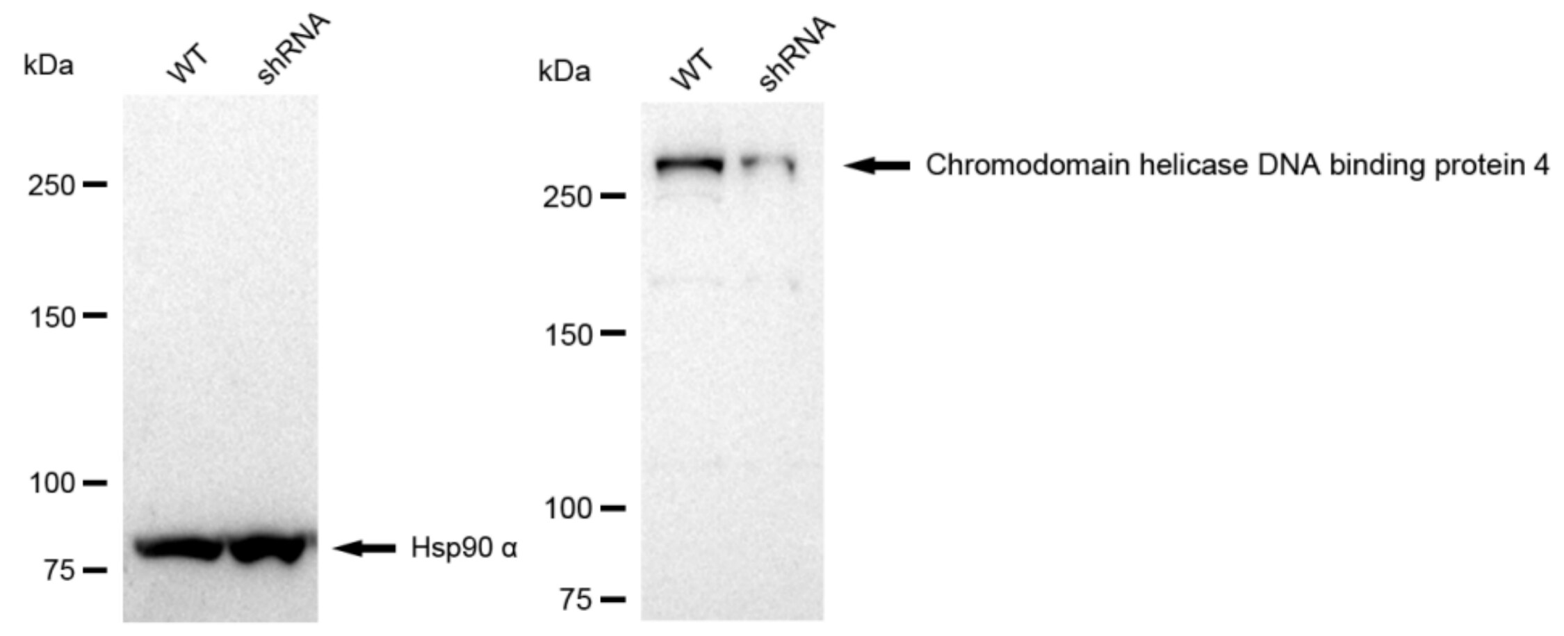 CHD4 Antibody (23GB1310)