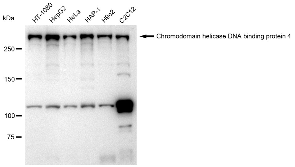 CHD4 Antibody (23GB1310)