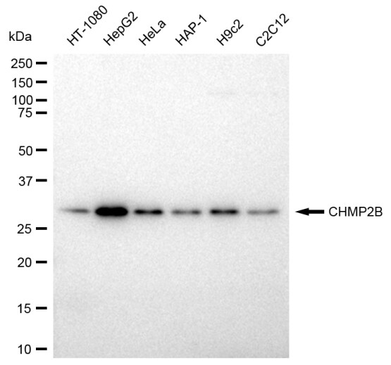 CHMP2B Antibody (23GB3070)