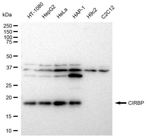 CIRBP Antibody (23GB7980)